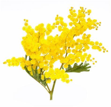 Acacia flower